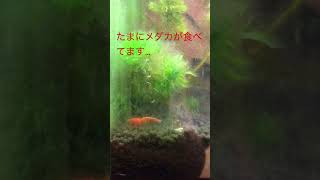 【閲覧注意】メダカの水槽にイトミミズ発生【大量】