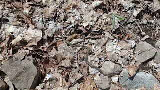 Beautiful Snake at Niagara Whirlpool Slope