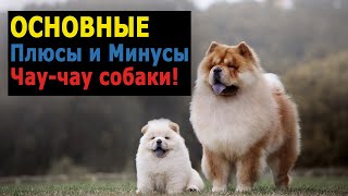 Чау-чау — основные плюсы и минусы породы!