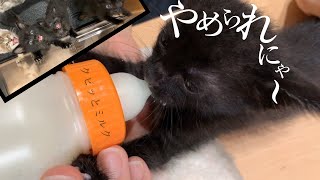 子猫のミルク〉早く飲みたくて飲みたくてワチャワチャ！僕は立って飲むミルクが好きなんだなぁ♪。★29日目〈保護猫〉～Kitten growth record～