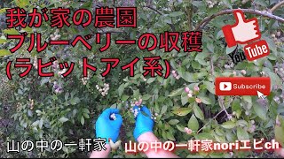 ［山の中の一軒家］我が家の農園ブルーベリーの収穫(ラビットアイ系)