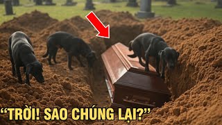 Những Con Chó Đào Một Ngôi Mộ, Và Khi Mở Quan Tài, Mọi Người Bàng Hoàng