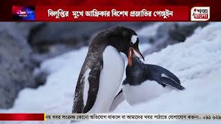 বিলুপ্তির  মুখে আফ্রিকার বিশেষ প্রজাতির পেঙ্গুইন