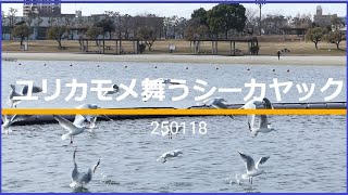 ユリカモメ舞うシーカヤック250118