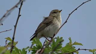 Пеночка весничка   Phylloscopus trochilus