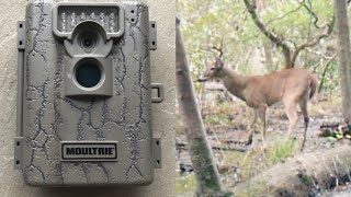 Moultrie A-5 Captures All Walks of Wildlife