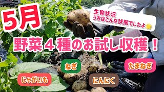 5月にお試し収穫！じゃがいも、ねぎ、玉ねぎ、ニンニクの収穫目安　【髭サン農家】