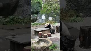 渝可抓鸟记！ 估计这辈子都抓不到鸟了。 #大熊猫 #熊猫 #panda