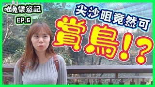 尖沙咀鬧市中竟然可賞鳥!? |九龍公園Kowloon Park【喵兔樂悠記-香港篇】 Ep.6 Vlog