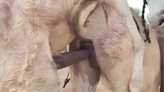 animal COW mating video 🐄🐄🐄🐄🐄