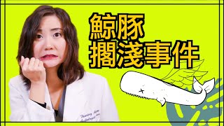 軍用聲納如何造成鯨豚大量擱淺死亡 |  Military SONAR kills Whales (Eng Subtitles)