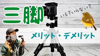 野鳥撮影に三脚は必要？不要？メリットとデメリット【野鳥撮影解説】