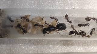 希氏巨山蟻(Camponotus siemsseni Forel)-2020年產