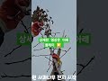 사과나무 전지 전정 가지치기 2025년을 준비 하면서 올해 전지 영상 리믹스 합니다 가을농원 전지 shorts