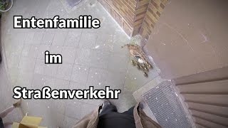 Entenfamilie im Straßenverkehr - Tiernotruf #85