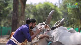 GAU SEVA