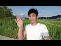 ទៅមើលដំណាំស្រូវ កូរ៉េ​ visit korean rice fields