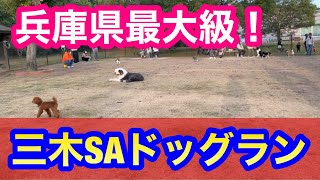 【兵庫県最大級】モコ（トイプードル）が三木サービスエリアドックランを楽しむ