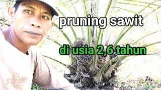 penunasan pelepah sawit umur 2,6 tahun lebih part 1 #sawit #pruning #bibitunggul