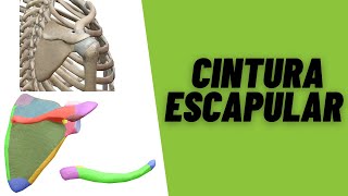 Cintura Escapular 3D