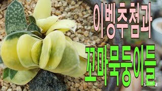 다육이succulent多肉植物 빅재옥.사해파.광파등등 이벵추첨결과 무편집