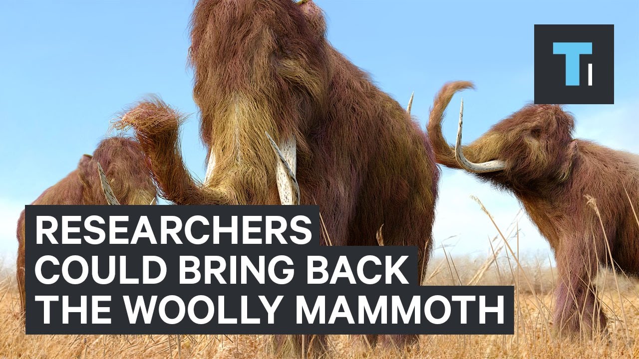 Harvard Researchers Say They Can Bring The Woolly Mammoth Back From ...