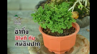 Gu Bonsai Workshop :ชำกิ่งฮิโนกิกับซิมปากุ