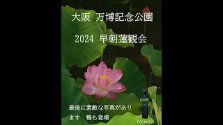 大阪  万博記念公園　2024　早朝蓮観会