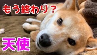 寝ながら撫でてると「もう終わり？」と目前で催促する柴犬ハナ