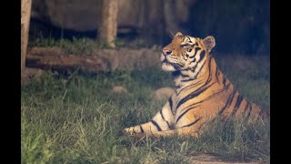 Shanghai Wild Animal Park at night 上海野生动物园夜场