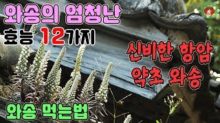 당신이 몰랐던 와송의 엄청난 효능 12가지. 와송 먹는법 | SHARE 건강정보