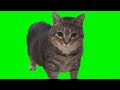 OiAIAOi Cat Remix