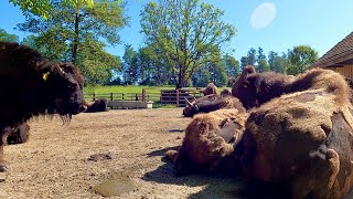 Visiting the bison herd on the Bodanrück at Lake Constance