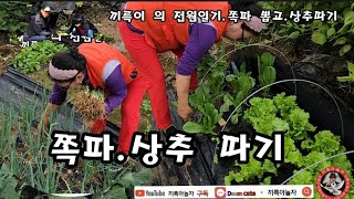 (끼륵이의전원일기)쪽파 .상추   따기.끼륵이 농장에서 장보기.끼륵아놀자TV