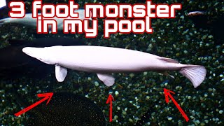 Monster fish in my pool only at - OHIO FISH RESCUE