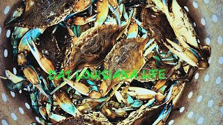 Catching Louisiana Blue Crabs Using Drop Nets!