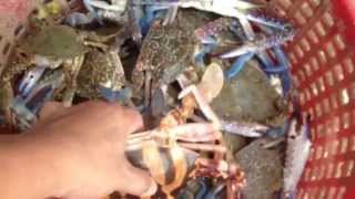 ไปดู วิธีการแกะปูทะเลออกจากอวนขั้นเทพ ที่หาดบางเบิด Big sea Crab Blue crab