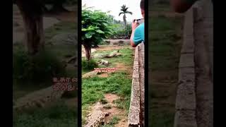 #முதலை கிட்ட சிக்கிய கோழி#crocodile haunting hen.. #pavam hen