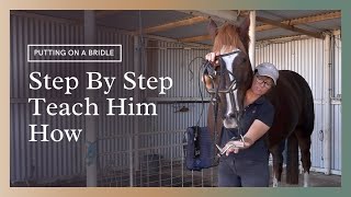 How To Put A Bridle On A Horse - Teaching Him Step By Step