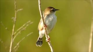 野鳥セッカ[雪加]の胸と腹は雪のよう2016