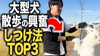 【しつけ】大型犬の散歩の興奮のしつけ方法TOP3をプロが教えます！