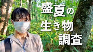 北海道【盛夏の生き物調査】アオバズクと森を再調査 猫の肉球スイーツ ジェラート 道の駅