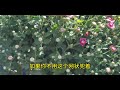 欣赏基地千头菊，为何花农可以养的那么好？