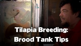 Tilapia Breeding Webinar: Broodstock Tank Tips