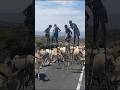 Cows run into kids on Stilts!! #shorts #omovalley #cows