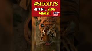 सावधान... टाइगर प्यासा है ! | #shorts