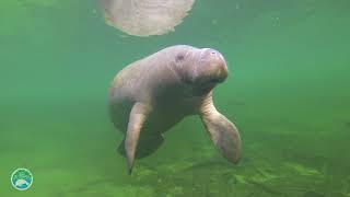 Manatee adoptee Gator