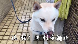 定點尿尿實錄 / 被阿公罵的狗狗 / 訓練廁所尿尿 / 成犬廁所尿尿訓練