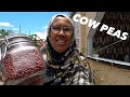 GROWING OUR OWN FOOD HARGESIA SOMALILAND 2024