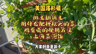 （旧土变新土）用什么肥种秋天的菜，鸡蛋壳的使用方法，上海菜泡饭 #garden #家常菜 #菜园分享 【lisavlog 游子记】